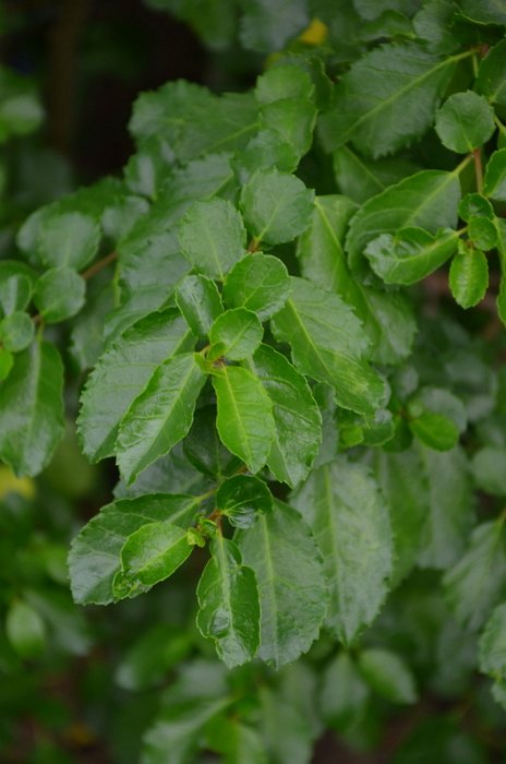 Azara serrata (2)